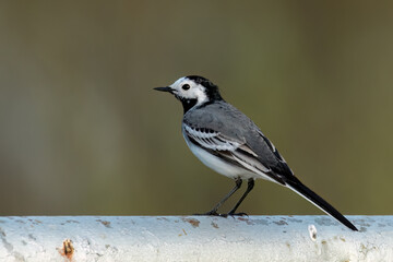 White wagtail standing on a metal pipe