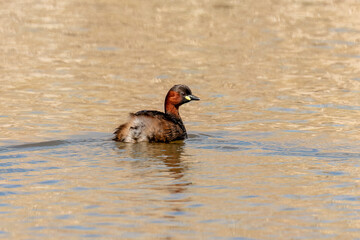 Little grebe swimming in the lake water