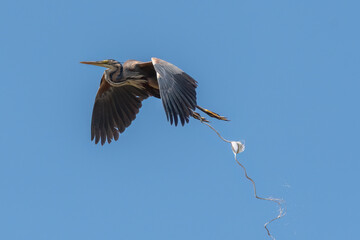Obraz premium Purple heron pooping during flight