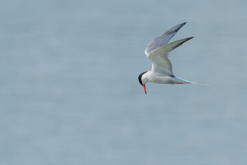 Common tern flying above the river and looking down for fish