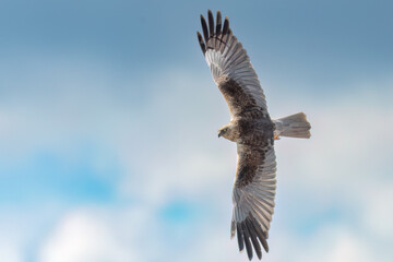 Western marsh harrier flying in the clouds sky