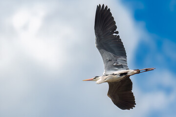Grey heron flying in the sky with broken wing