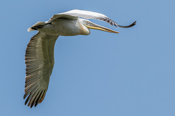 Dalmatian pelican flying in the sky