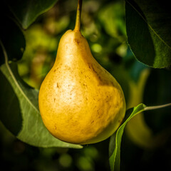 Yellow ripe pears are hanging on the tree.