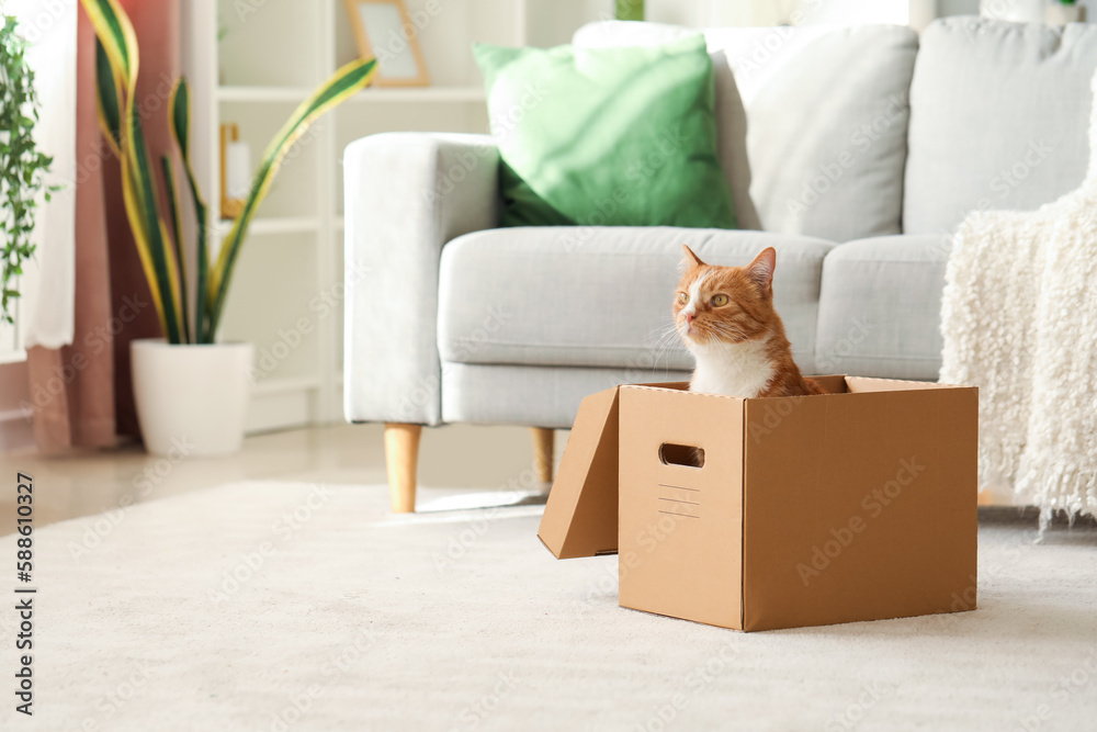 Canvas Prints Funny cat in cardboard box at home