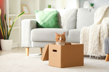 Funny cat in cardboard box at home