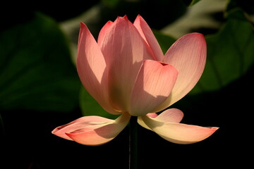 pink lotus flower
