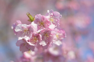 河津桜