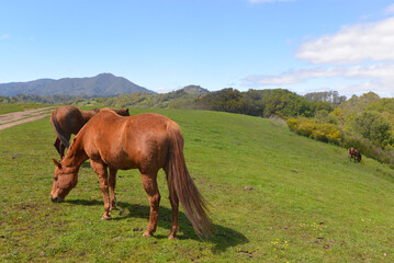 Horses grazing atop of Horse Hill in Mill Valley, CA looking toward Mount Tamalpais.