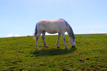 White Horse grazing on top of a lush, green hill in Marin County, CA.