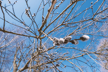 pussy willow branches