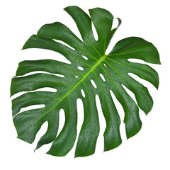 Monstera leaf isolated on white background. PNG transparency