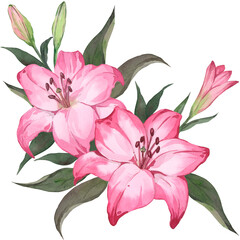 Watercolor illustration of pink lily flowers. Perfect for a greeting card or invitation