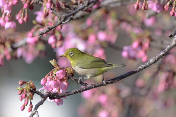 河津桜とメジロ