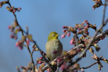 河津桜とメジロ