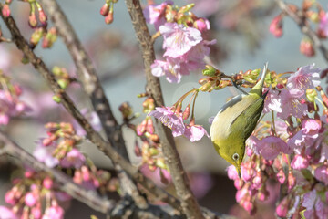 メジロと河津桜