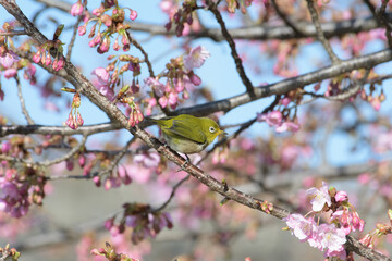 メジロと河津桜