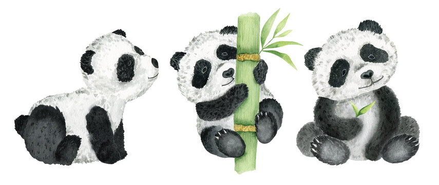 Set of cute pandas with bamboo sprig. isolated on a white background. Watercolor illustration. Animal of the wild.