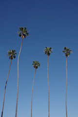 Obraz premium Tall California fan palms trees under blue sky 