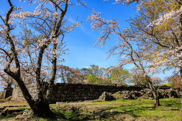 岡城址の桜