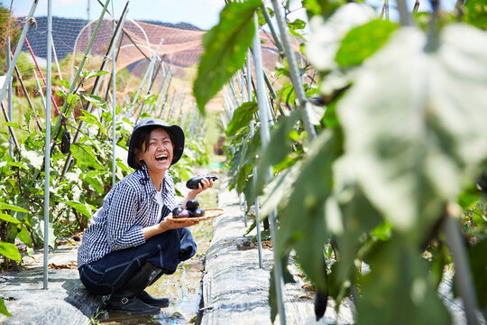 畑にしゃがみ込んでナスを収穫して笑う女性