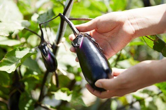 実ったナスを持つ女性の手