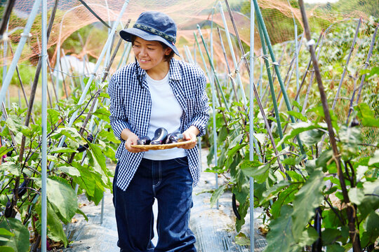 畑でナスを収穫する女性