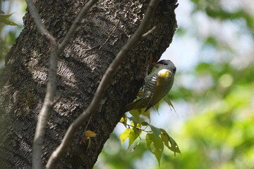 japanese green woodpecker is digging his nest