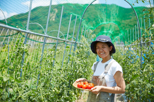 畑で収穫したトマトを持って笑う女性
