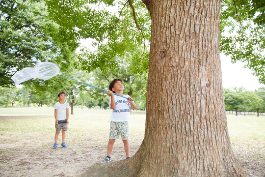 木に止まった虫を虫網で捕まえようとする兄弟