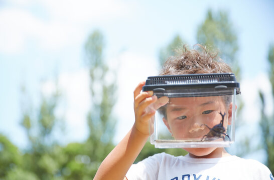 カブトムシが入った虫カゴの中を観る男の子