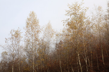 Obraz na płótnie Canvas trees in the forest