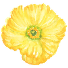 Watercolor Poppy Flower