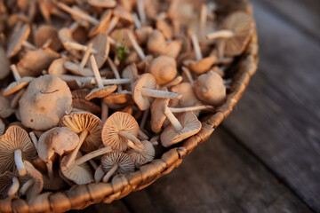wicker basket full of edible mushrooms