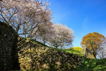 岡城址の桜