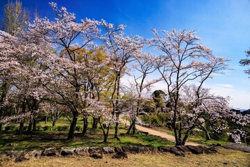 岡城址の桜