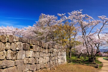 岡城址の桜