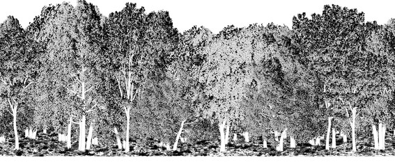 trees in the forest isolated on a transparent background, sketch, outline illustration, cg render
