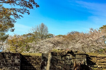 岡城址の桜