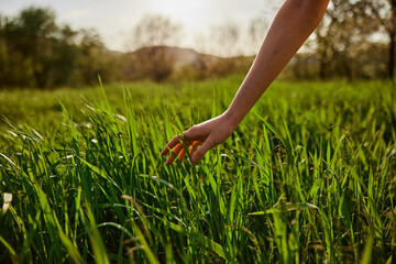  hand in the green grass, summer, dew 
