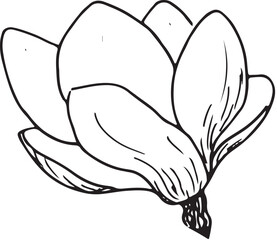 Vector illustration depicting magnolia flowers