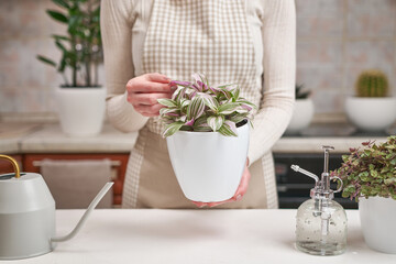 woman holding tradescantia pink clone potted plant indoors