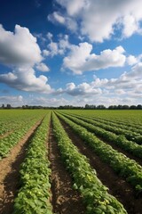 Fototapeta na wymiar Sunlit green field of potato crops in a row. Generative AI