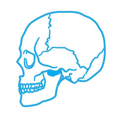 Digital image of human skull 