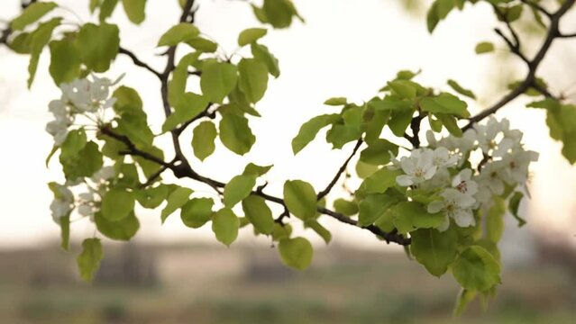 Blooming cherry tree, rack focus to fence with old broken gates in distance. Cherry blossoms with white petals and green leaves on branch closeup. Grass and plants in field. Spring natural background