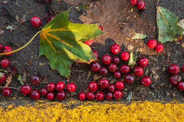 Fallen fresh ripe red color berries on the ground, forest fruits.