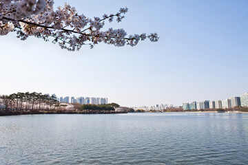 Cherry blossoms in the city, the first flower of spring