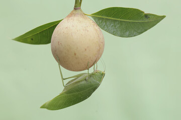 A long-legged grasshopper is foraging in a young nutmeg (Myristica fragrans). This insect has the scientific name Mecopoda nipponensis. - obrazy, fototapety, plakaty