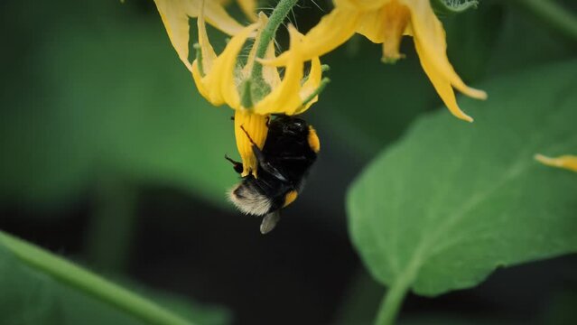 A bumblebee pollinates a tomato. Bumblebee on tomato flowers close-up. Using bumblebees in a greenhouse to pollinate plants.