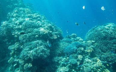 Naklejka na ściany i meble Coral reef at the bottom of the Red Sea.